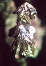 Estao, 2000 - 
Tcnica: escultura en estao 30/70